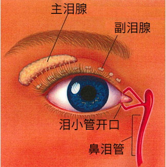 干眼,难忍,、,视,力差,十分钟,激光治疗, 干眼,难忍,、,视,力差,十分钟,激光治疗,
